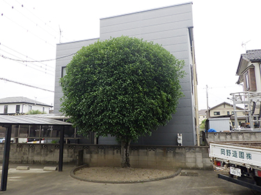 剪定の施工例ページになります。